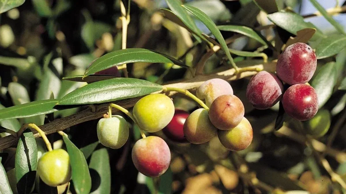 Arbequina, la variedad favorita para las plantaciones modernas
