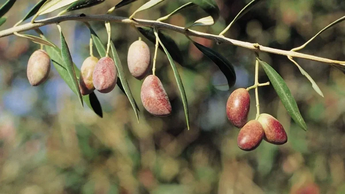 Cornicabra, la variedad de nuestra tierra