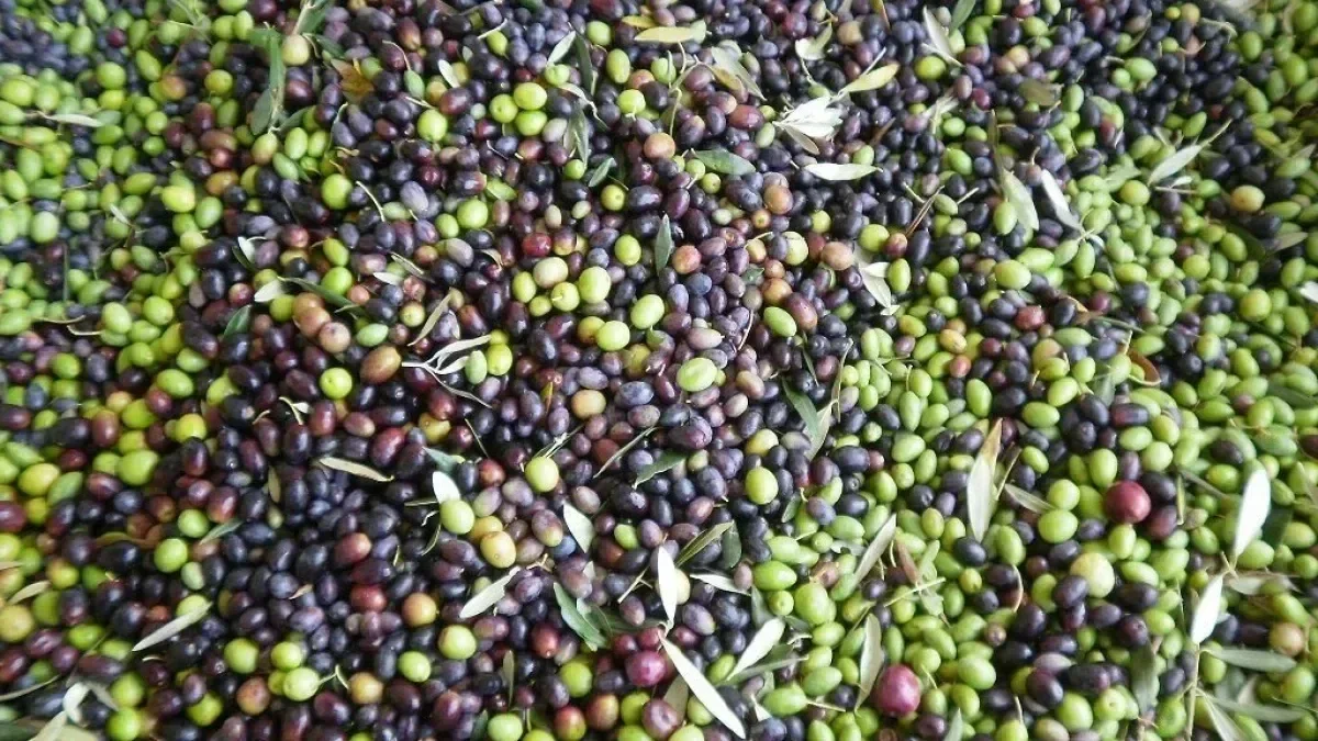 Variedades de aceitunas para los mejores aceites de oliva virgen extra