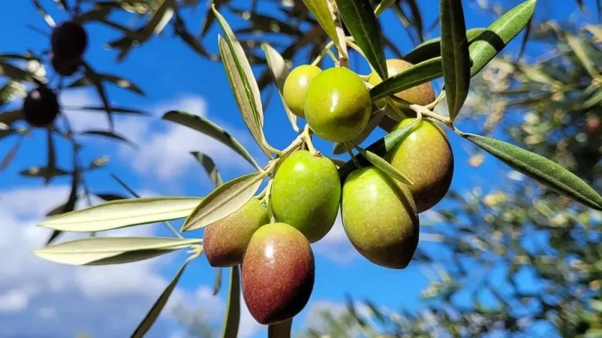 Variedades de aceitunas para los mejores aceites de oliva virgen extra